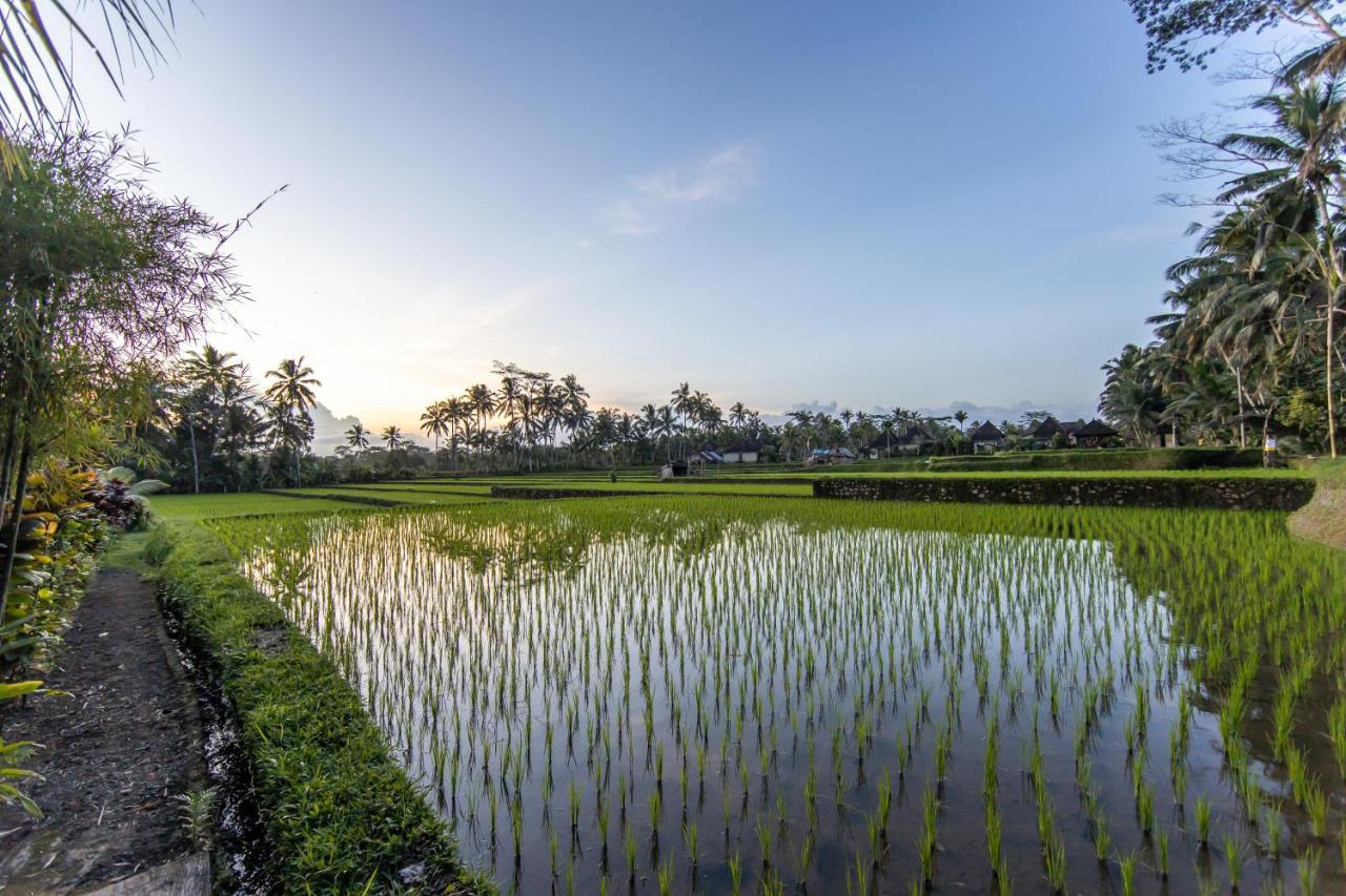 Villa Natha Ubud Dış mekan fotoğraf