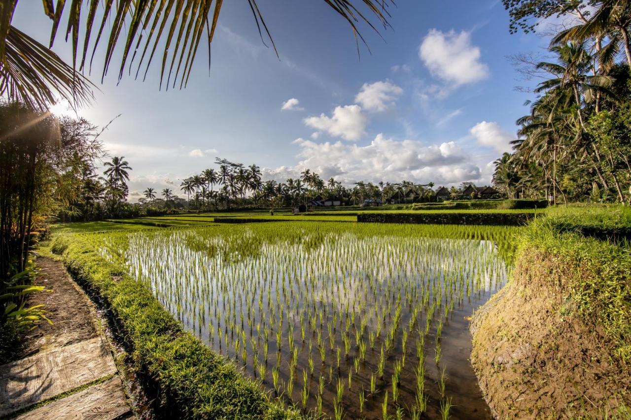 Villa Natha Ubud Dış mekan fotoğraf